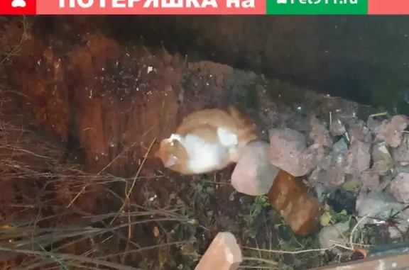Найден рыжий котенок в подвале, Санкт-Петербург