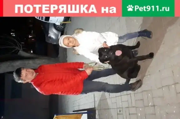 Собака Лабрадор черного цвета найдена на улице Вересаева, Ростов-на-Дону