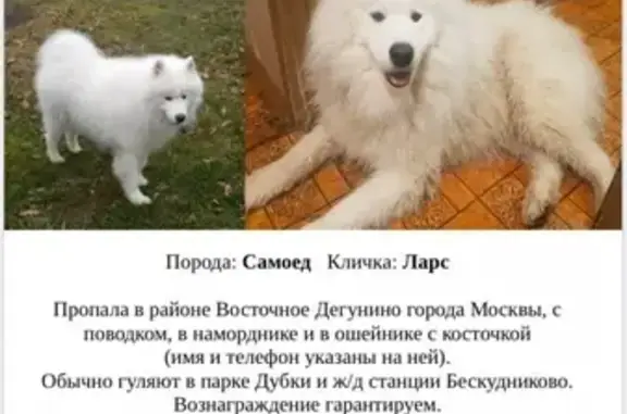 Пропала собака Ларс с поводком в Москве