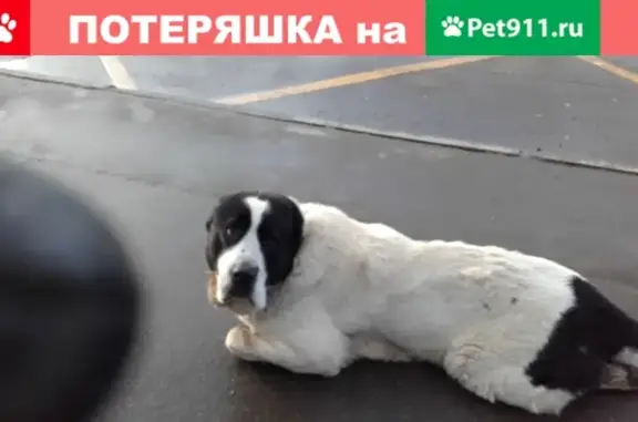 Найдена ласковая собака на платформе Кокошкино