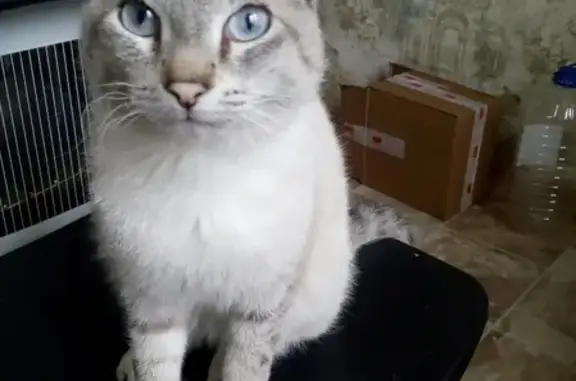 Найден молодой кот тайского окраса на ул. Самолётной