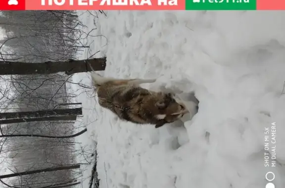 Пропала собака в Одинцово на ул. М. Бирюзова
