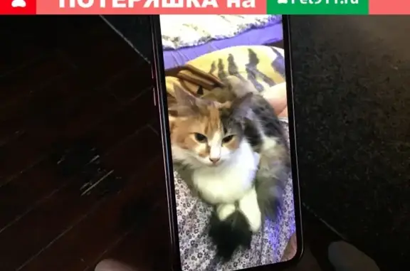 Пропала трехцветная кошка в Москве с зеленым ошейником