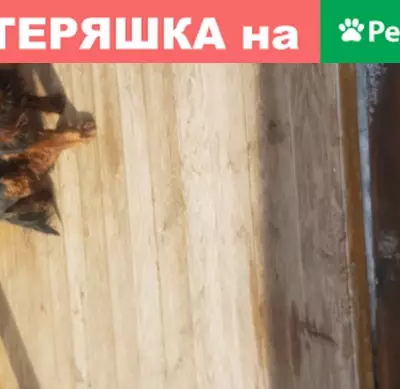 Найдена собака на Ф. Горячева 50 в НСК