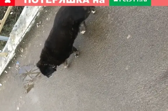 Найдена собака на платформе Мамонтовская