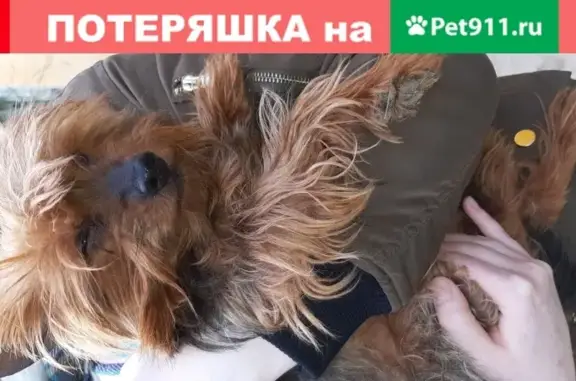 Найдена грязная и напуганная собака в Подольске