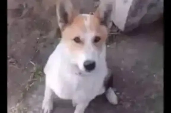 Собаки потеряшки, Анапа, фото: Потеряшка собака в Джигинке, Краснодарский край