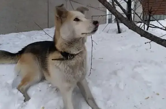 Пропала собака Герда в Прокопьевске на Подольской 13
