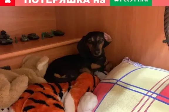 Найдена собака Такса-девочка на Пушкинской улице