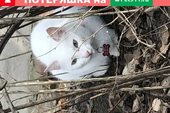 Найдена кошка Варя в Калининском районе СПб