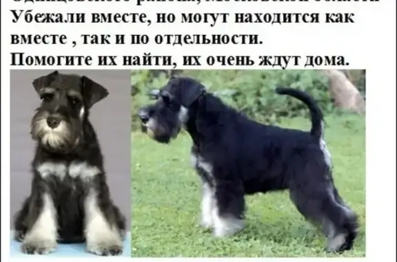 Пропала собака в Одинцовском районе Московской области
