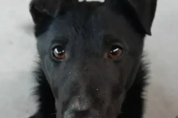 Найдена собака с ошейником на улице Старосельской