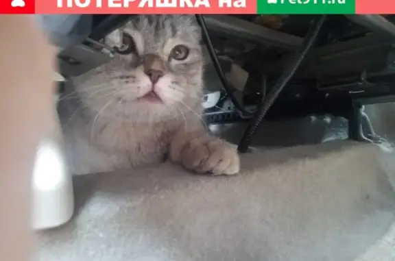 Найдена кошка на улице Генерала Штеменко, 58