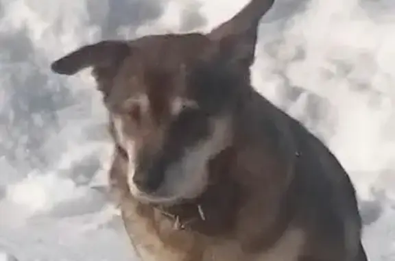 Пропала собака в Наро-Фоминском районе, ищут свидетелей.