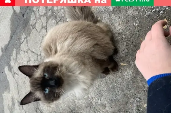 Найдена кошка на Барышиха 44 в Москве