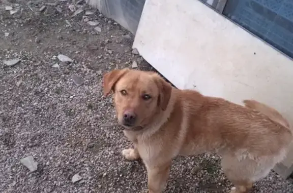 Найден рыжий пес в Ореховке, Калининградская область