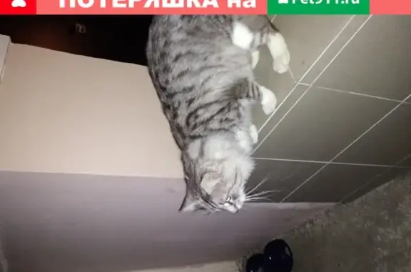 Пропала кошка Котик на Лазурной, Анапа