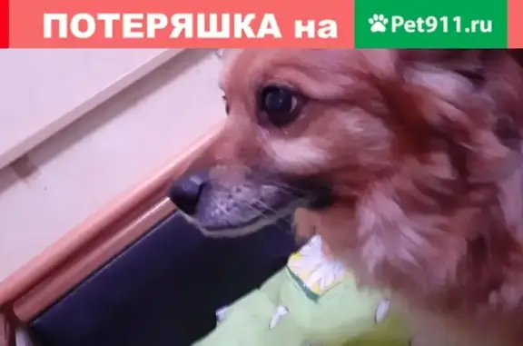 Пропала собака Жанна на пр. Маршала Жукова, 36 (Москва)