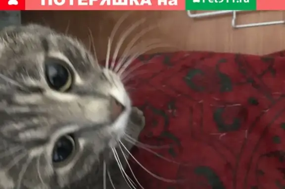 Найдена домашняя кошка на пр. Ленина, 3