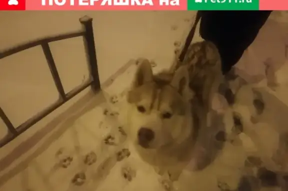 Найдена собака на Краснодонской, 36