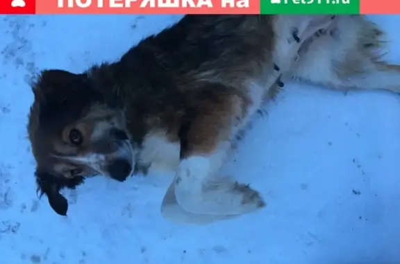 Собаки потеряшки, Металлургов, фото: Потеряшка собака Пальма в п. Металлургов, Новокузнецкий район