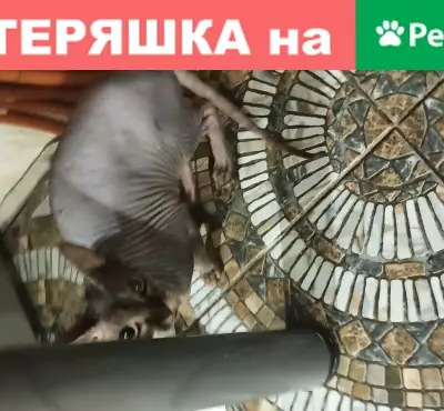 Пропала кошка Канадский сфинкс в Ростове