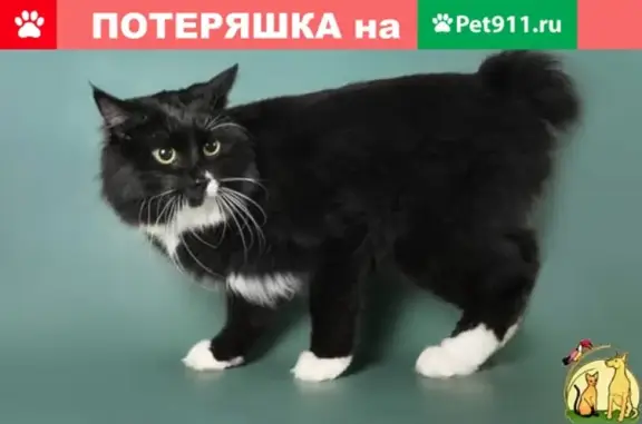 Пропала кошка Пуся на 4-й Курской улице, Орёл