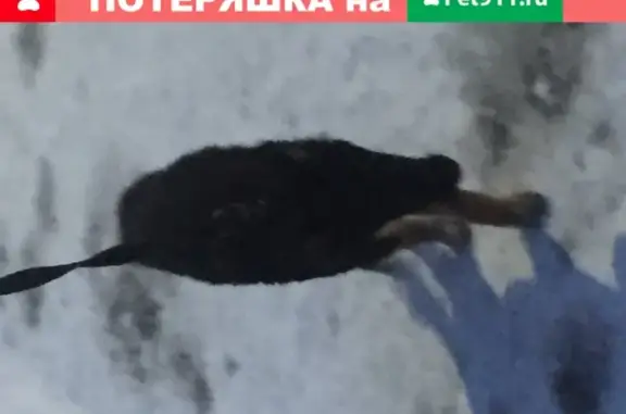 Найден щенок в Ангарске
