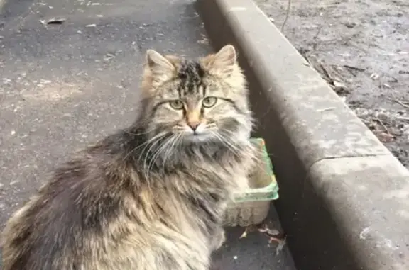 Найдена кошка на Новогиреевской
