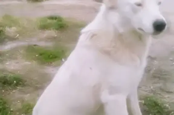 Найдена собака Белка: ищем ей новый дом в Краснодаре