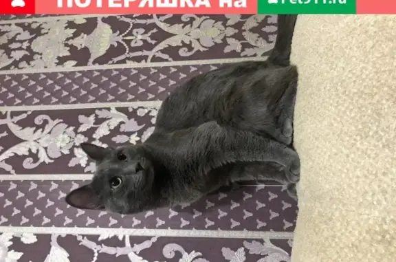 Кошки потеряшки, Колпашево, фото: Потеряшка кошка Оливер в Колпашево, Томская область