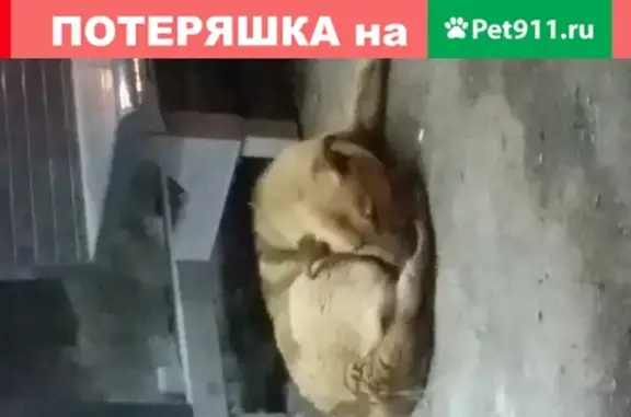 Собака найдена на остановке Комарова в Уфе