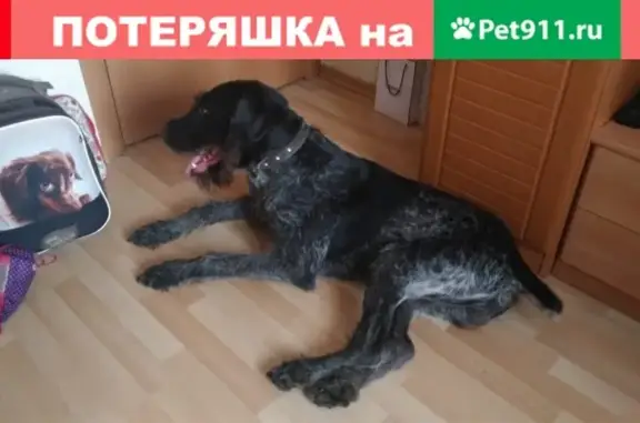 Собака дратхаар найдена в Москве (31 символ)