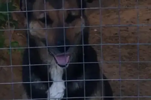 Пропала охранная собака в лесном поселке Обнинска