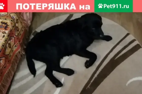 Найдена собака, Ульяновск, фото: Найден Лабрадор в центре Ульяновска 14 марта