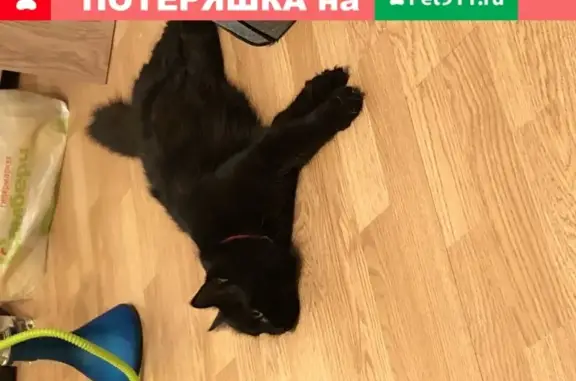 Найдена чёрная кошка на ул. Панькова 29Б