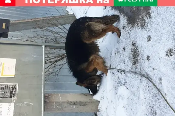 Найдена собака в бархотной роще, Москва