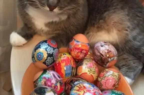 Кошки потеряшки, , фото: Потеряшка кот Томми, серый, жби, ул. Новгородцевой 17Б