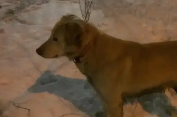 Найдена рыжая молодая собака в Новокосино, Москва