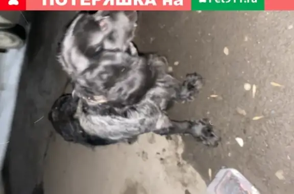 Собака найдена на Тульской 43 в Саратове