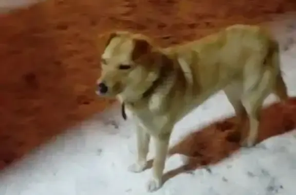 Найдена собака у входа в Рязанский лесопарк