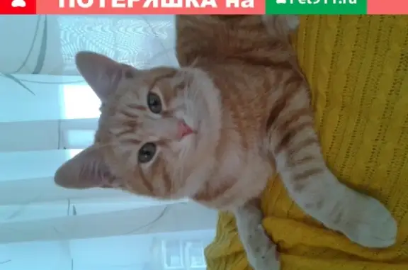 Пропала рыжая кошка с раной на ухе: Новороссийск, Краснознамённый переулок, 92