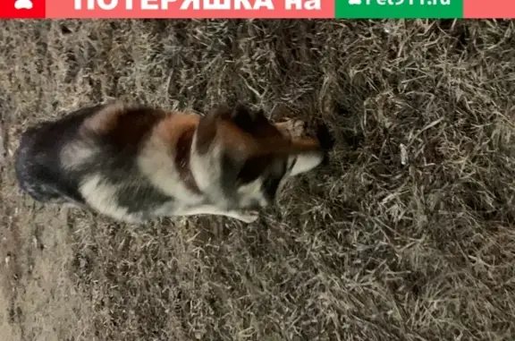Собака Хаски с разноцветными глазами найдена у Посейдона на пр. Ленина, Йошкар-Ола.