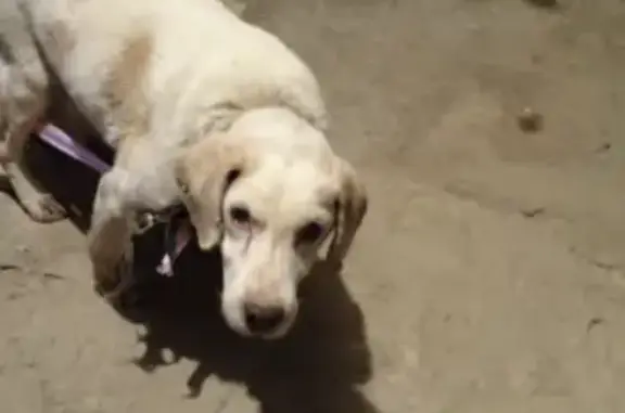 Пропала собака Мальчик в центре Саранска, найдена, контакты в описании.