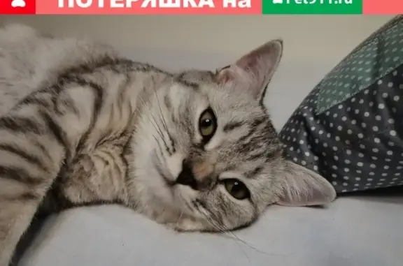 Пропала кошка Тишка в Ростове на ул. Кривоноса
