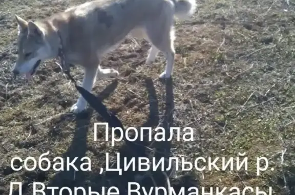 Пропала собака в Чувашской Республике