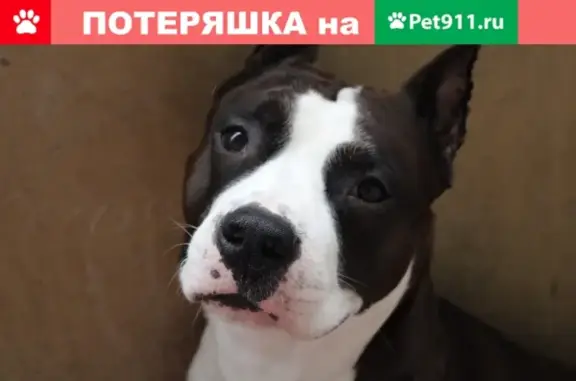 Пропала собака Опс на ул. Пролетарской, Московская обл.