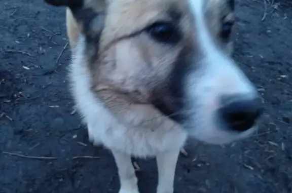 Найден добрый пес в Центральном парке Калининграда