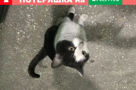 Найдена домашняя кошка на Новосельской, 7