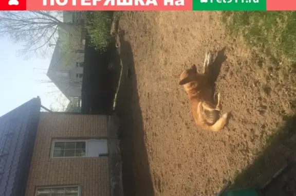 Пропала собака Мухтар на ул. Краснофлотская, Смоленск
